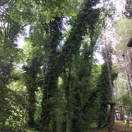 Nacimiento Del Hueznar - Tomillo 17 *